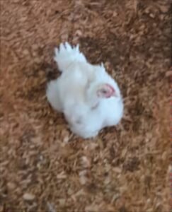 Chickens For Sale - 4 weeks