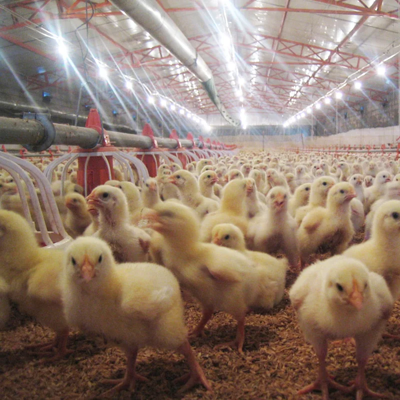 Flat Chicken Coop for Animal Husbandry Equipment Animal Feeders Chicken Feeder - Image 4